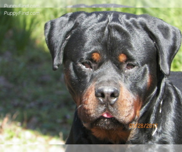 Medium Photo #1  Breeder Profile in CLEVELAND, SC, USA