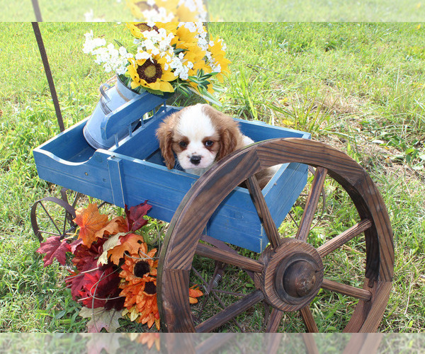 Medium Photo #86  Breeder Profile in CHANUTE, KS, USA