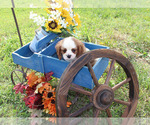 Small #85 Breeder Profile image