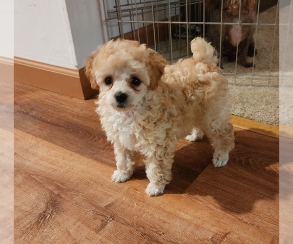 Medium Photo #5  Breeder Profile in MENTOR, OH, USA