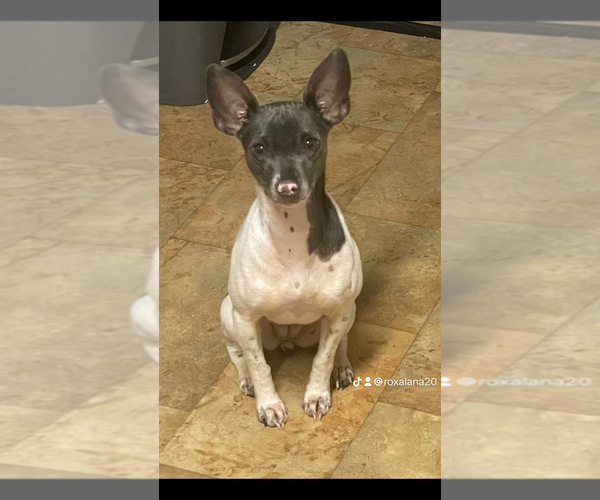 Medium Photo #26  Breeder Profile in WHITAKERS, NC, USA