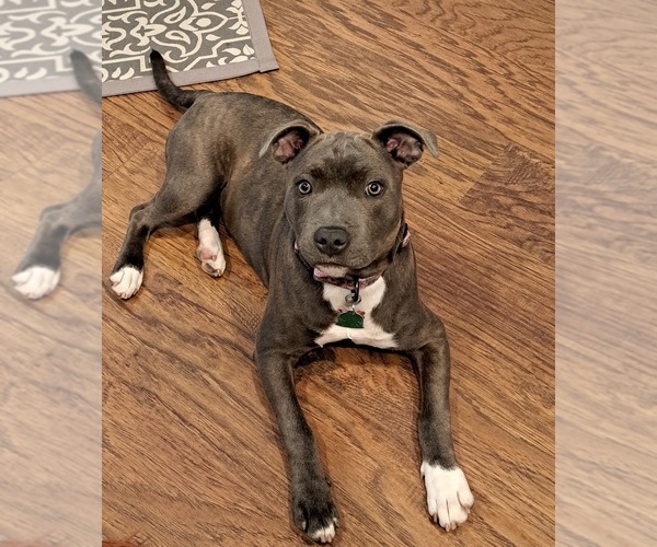 Medium Photo #5  Breeder Profile in HOUSTON, TX, USA