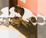 Small breeder photo