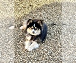 Small #9 Breeder Profile image