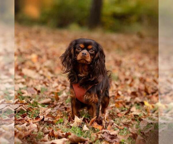 Medium Photo #2  Breeder Profile in JACKSON, OH, USA