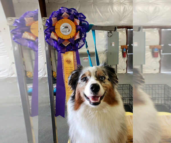 Medium Photo #4  Breeder Profile in FLORESVILLE, TX, USA