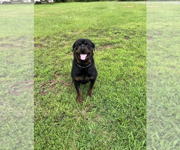 Medium Photo #1  Breeder Profile in POMARIA, SC, USA