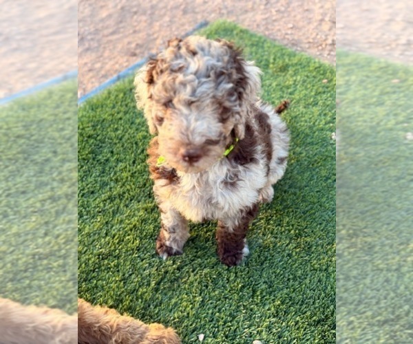 Medium Photo #8  Breeder Profile in APACHE JUNCTION, AZ, USA