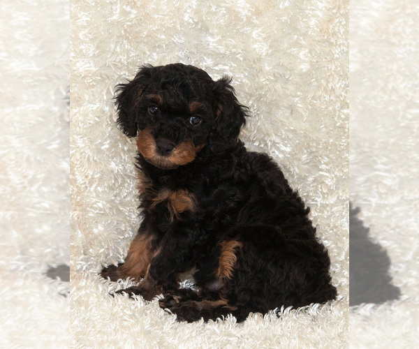 Medium Photo #13  Breeder Profile in TOPEKA, KS, USA