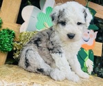 Small breeder photo