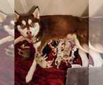 Small breeder photo