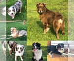 Small breeder photo