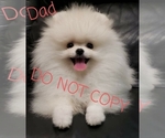 Small breeder photo