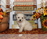 Small #11 Breeder Profile image