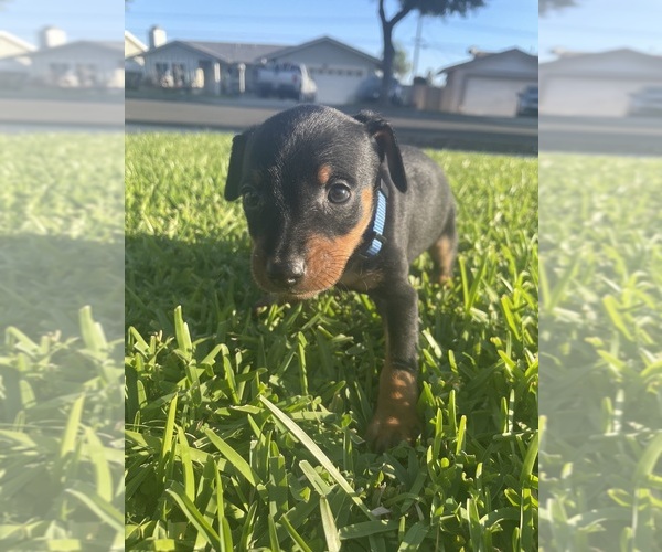 Medium Photo #3  Breeder Profile in UPLAND, CA, USA
