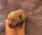 Small #4 Breeder Profile image