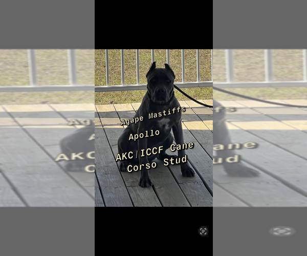 Medium Photo #44  Breeder Profile in MORRISTON, FL, USA