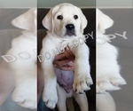 Small breeder photo