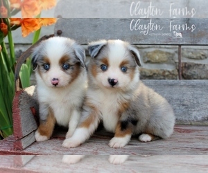 Main photo of Australian Shepherd Dog Breeder near CAULFIELD, MO, USA