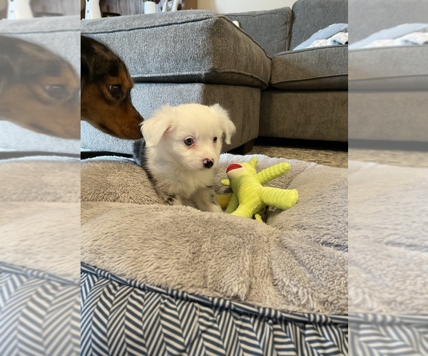 Medium Photo #1  Breeder Profile in WASHINGTON, IN, USA