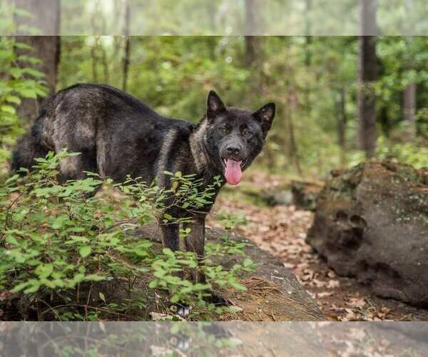 Medium Photo #1  Breeder Profile in LONGVIEW, TX, USA
