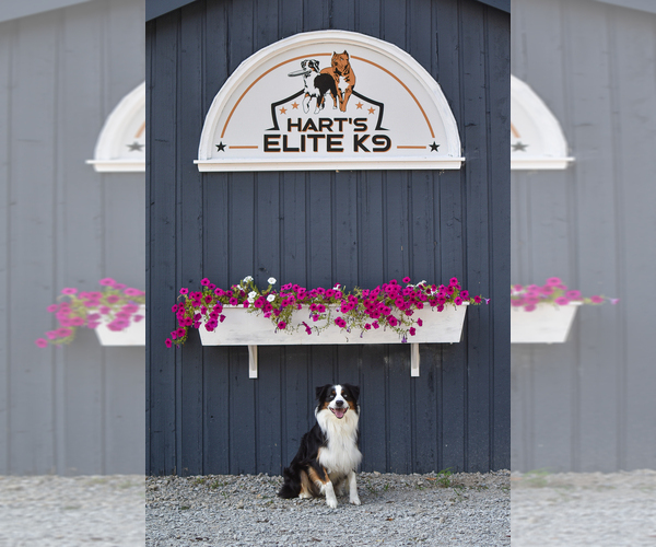 Medium Photo #20  Breeder Profile in GOSHEN, KY, USA
