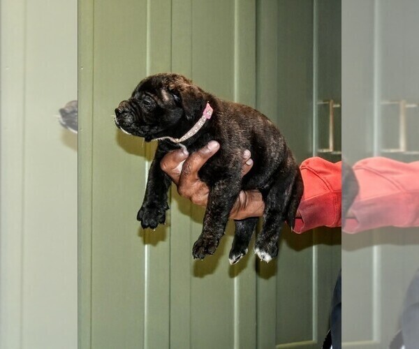 Medium Photo #32  Breeder Profile in PHILADELPHIA, PA, USA