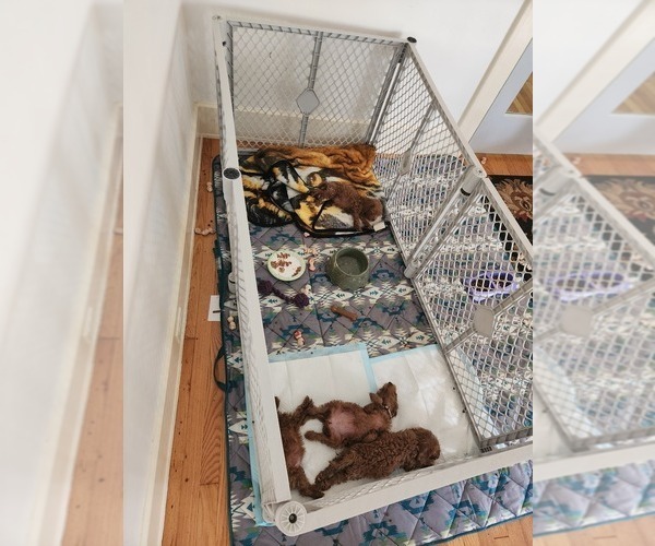 Medium Photo #4  Breeder Profile in GRAND RAPIDS, MI, USA