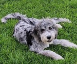 Small #26 Breeder Profile image