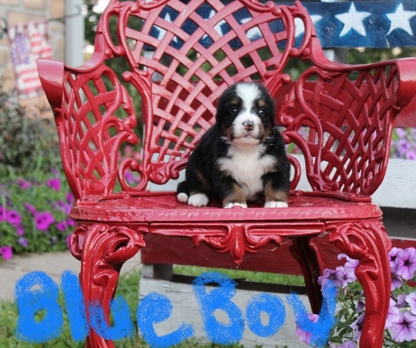 Medium Photo #8  Breeder Profile in FAIRLAND, OK, USA