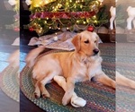 Small #4 Breeder Profile image