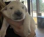 Small #5 Breeder Profile image