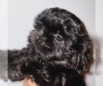 Small breeder photo