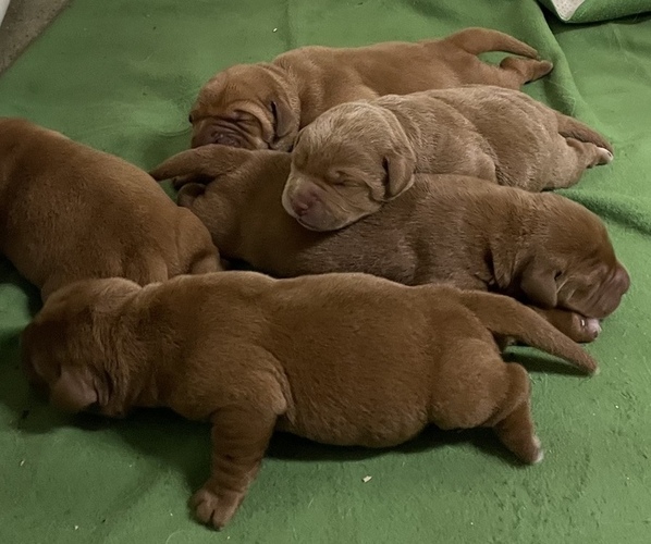Medium Photo #6  Breeder Profile in ACUSHNET, MA, USA