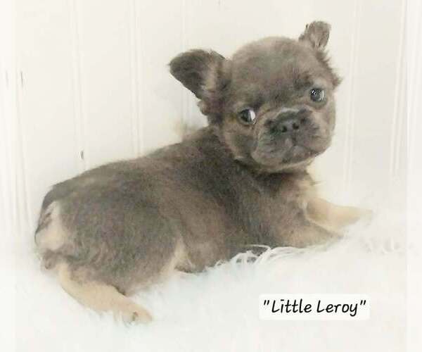 Medium Photo #23  Breeder Profile in COLONIAL BCH, VA, USA