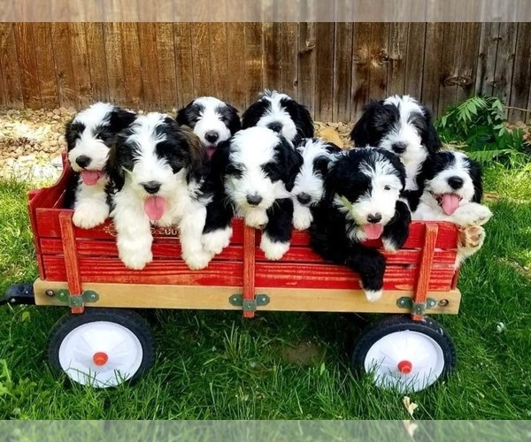 Medium Photo #1  Breeder Profile in FIRESTONE, CO, USA