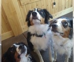 Small breeder photo
