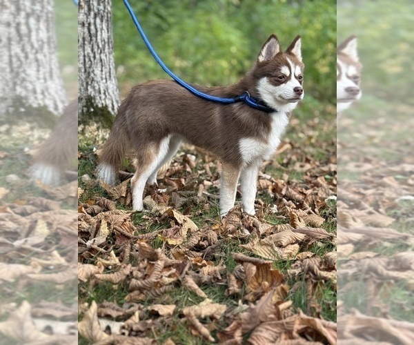 Medium Photo #51  Breeder Profile in STAPLES, MN, USA