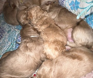 Goldendoodle Dog Breeder near PERRY, OH, USA