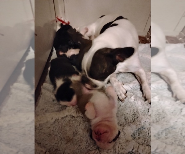 Medium Photo #2  Breeder Profile in NEW WAVERLY, TX, USA