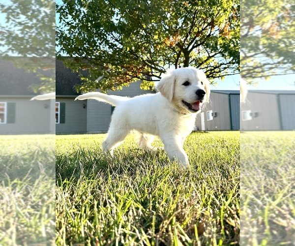 Medium Photo #1  Breeder Profile in ROCKPORT, IL, USA