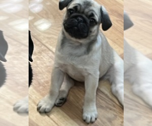 Medium Breeder Profile Photo