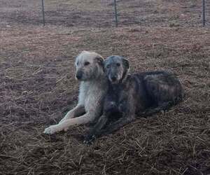 Irish Wolfhound Dog Breeder near WINDSOR, MO, USA