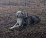 Small breeder photo