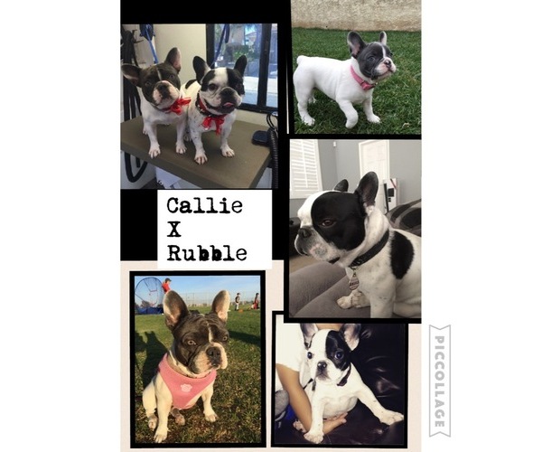 Medium Photo #1  Breeder Profile in RIVERSIDE, CA, USA