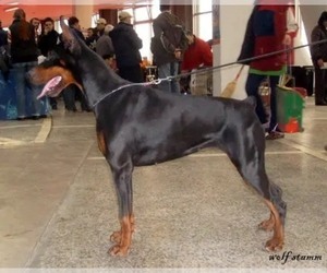 Doberman Pinscher Dog Breeder near QUEEN CREEK, AZ, USA