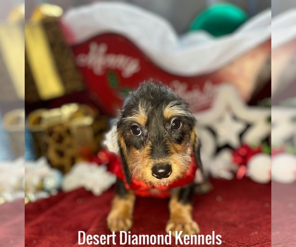 Medium Photo #1  Breeder Profile in HI VISTA, CA, USA