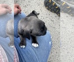 Small #36 Breeder Profile image