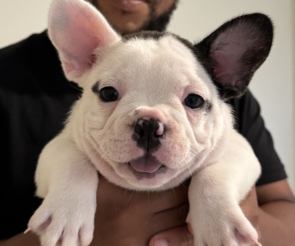 Medium Photo #1  Breeder Profile in PALM BAY, FL, USA