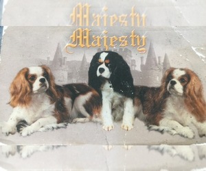 Cavalier King Charles Spaniel Dog Breeder near WEST POINT, VA, USA